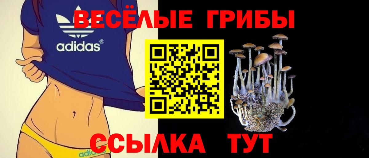 Звенигород  Псилоцибиновые грибы Cubensis  Вход с VPN 